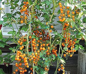 ミニ トマト の 植え 方